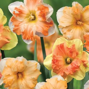 Нарцис супер екстравагантен пеперуда смес - Narcissus Butterfly mix 5