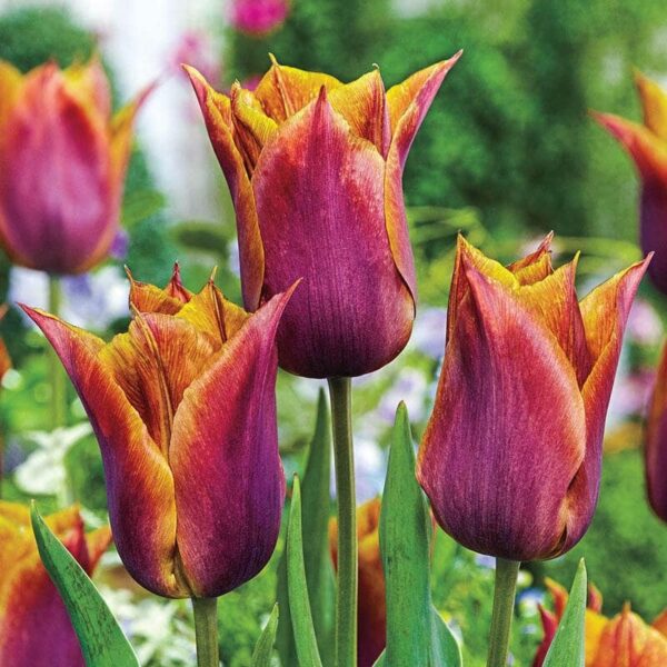 Лале необикновено с бронзово-лилав цвят - Tulip Request