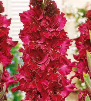 Гладиол къдрав вишнево червен Бургунди - Gladiolus Burgundy Гладиол къдрав вишнево червен Бургунди - Gladiolus Burgundy
