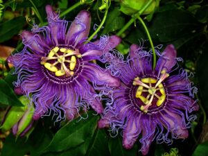 Пасифлора ароматна и зимоустойчива със синьо лилав 12 см цвят 1 брой вкоренен разсад