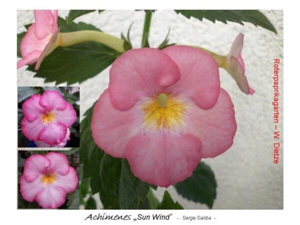 Ахименес прасковено салмонено розов - Achimenes Peach blossom