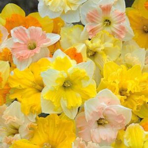 Нарцис супер екстравагантен пеперуда смес - Narcissus Butterfly mix 5