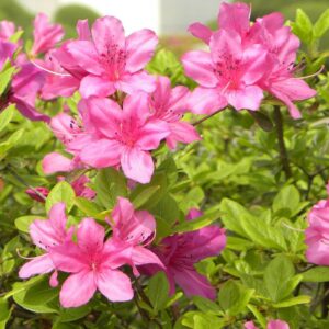 Най-мързеливият и успешен тор плускот с продължително действие 4 месеци - Pluscote flowering plants