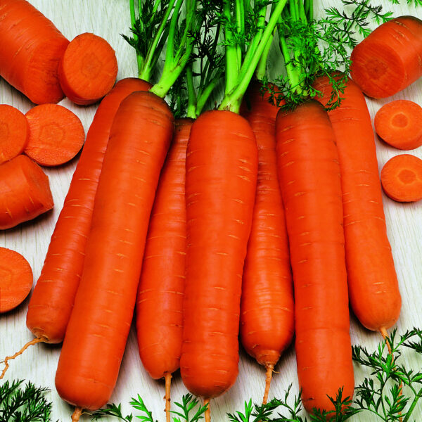 Морков супер ранен и сладък за саксия и сандъче - Carrot Berlicum