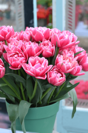 Лале Колумб елегантно и ароматно божуресто двуцветно - Tulip Columbus