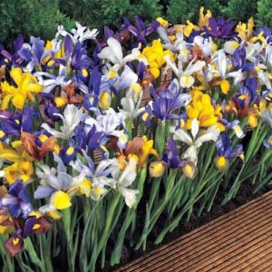 Ирис нискостеблен за ценители смес - Iris dwarf mix
