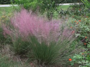 Многогодишен Ерагростис Любовна трева очарователно красива - Eragrostis spectabilis