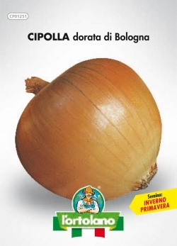 Семена за жълт лук сорт Златото на Болоня- Onion Dorata di Bolognia
