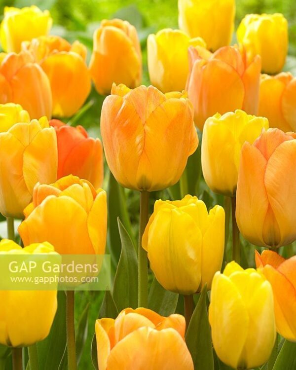 Лале Дневно мечтание елегантно високо и ароматно - Tulip Daydream