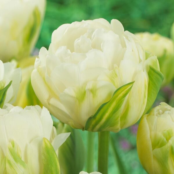 Лале двойно Маурийн кичесто - Tulip double Maureen