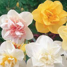 Нарцис смес кичести и ароматни с очарователно красиви цветове - Narcissus double mix