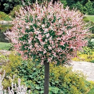 Студоустойчива висяща пъстролистно розова върба на присадка акцент в градината - Salix integra hakuro nishiki