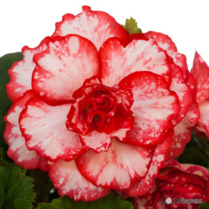 Бегония грамадна с магнетично накъдрени цветове - Begonia picotee white and red