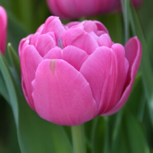 Лале кичесто знаме в лилаво розово - Tulip Double flag