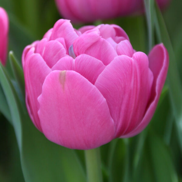 Лале кичесто знаме в лилаво розово - Tulip Double flag