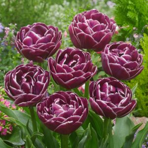 Лале уау ефект с ексклузивен огромен кичест цвят прилича на роза - Tulip dream touch Лале уау ефект с ексклузивен огромен кичест цвят прилича на роза - Tulip dream touch
