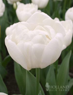 Лале Мондиал божуресто кичесто и ароматно - Tulip mondial