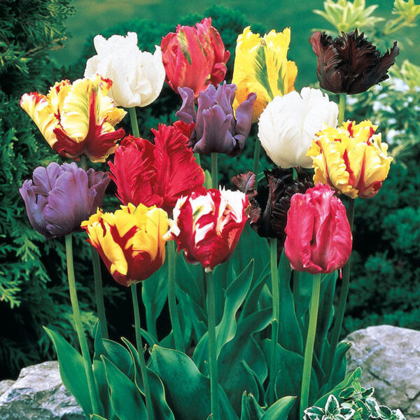 Лалета екзотика в градината най-едроцветните смес - Tulip Parrot mix