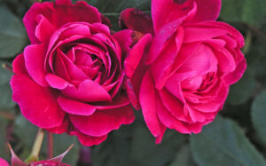 Роза катерлива кичеста малинено червена устойчива на мана - Alexander Mackenzie Rose
