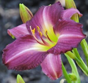 Хемерокалис Аметист устойчив на болести и студ - Hemerocallis woodside amethyst Хемерокалис Аметист устойчив на болести и студ - Hemerocallis woodside amethyst