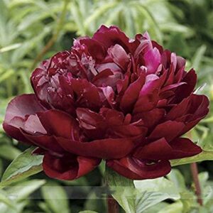 Божур тъмно червен ароматен Франсоа Ортега - Paeonia Francois Ortegat Божур тъмно червен ароматен Франсоа Ортега - Paeonia Francois Ortegat