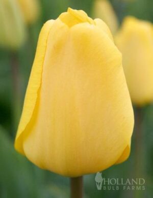 Лале многогодишно златото на Апелдорн - Tulip Golden Apeldoorn