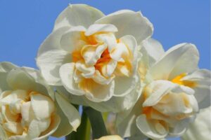 Нарцис ароматен и кичест сватбена корона - Narcissus bridal crown