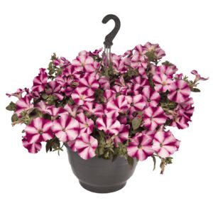 Петуния 50 броя розова звезда за висящи сандъчета - Petunia success rose star Петуния 50 броя розова звезда за висящи сандъчета - Petunia success rose star