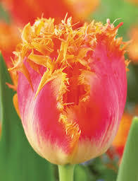 Ресничесто двуцветно оранжево-розово лале Ламбада танц - Tulip Lambada