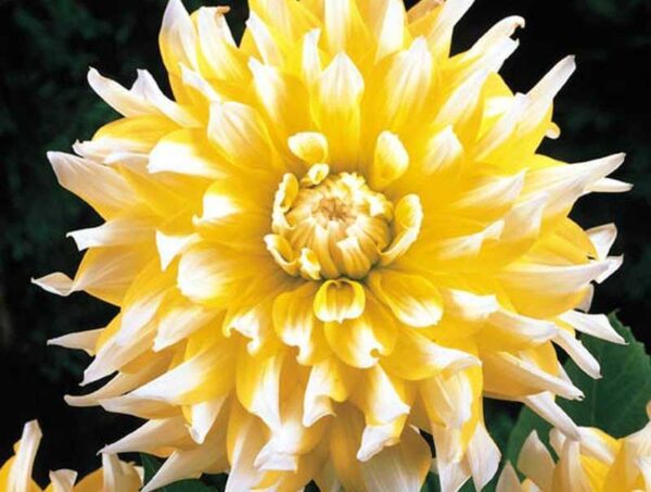 Далия Флойд с едри златисти жълто-бели цветове - Dahlia cactus floyd