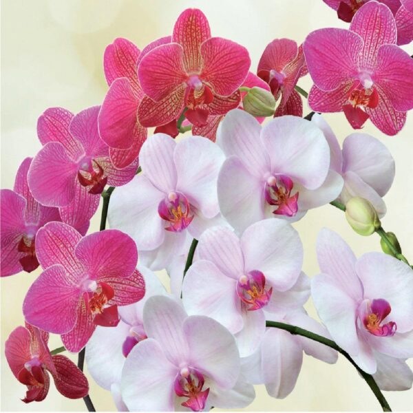 Подхранващ тор за орхидея за по-дълъг цъфтеж - Liquid orchid fertilizer