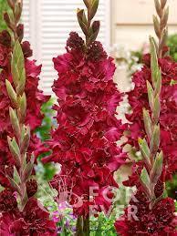 Гладиол къдрав вишнево червен Бургунди - Gladiolus Burgundy