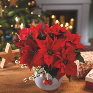 Най-хубавият подарък Коледна звезда - Poinsettia best Christmas present
