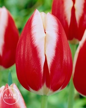 Изключително ефектно червено с бели краища високо лале - Tulip Leen van der Mark