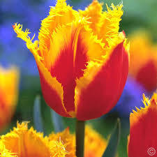 Лале червен с жълт контраст акцент в градината - Tulip Davenport