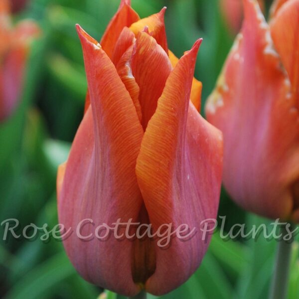 Лале необикновено с бронзово-лилав цвят - Tulip Request