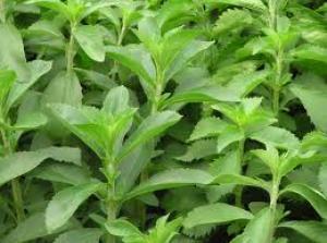 Стевия многогодишен храст билка за здравословен живот семена- Stevia rebaudiana sweetleaf