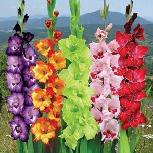 Гладиол едроцветен смес - Gladiolus mix