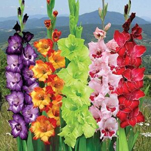 Гладиол едроцветен смес презимува в района на Черно море 3 броя - Gladiolus mix