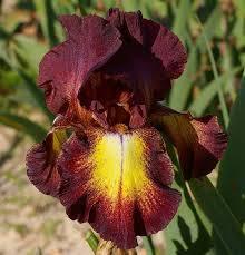 Многогодишен ароматен двуцветен зимоустойчив ирис - Iris Germanica bicolor