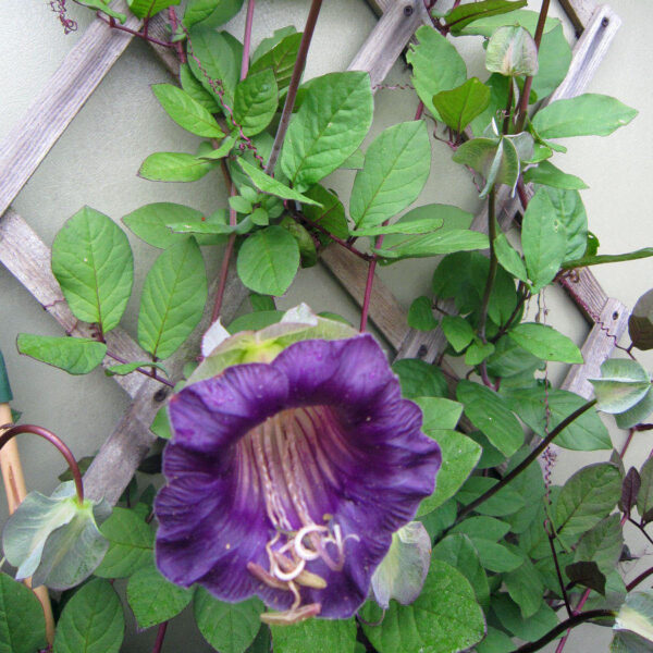 Увивна лиана за огради и перголи кобаеа лилави и бели камбанки - Cobaea violet