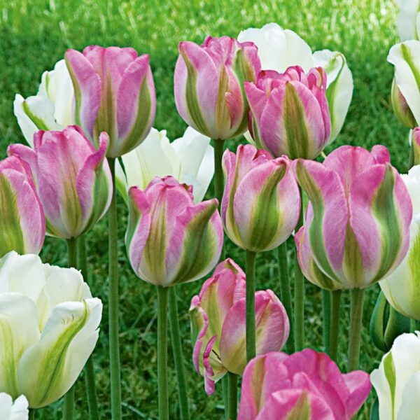 Лале двуцветно екзотично с късен цъфтеж - Tulip Groenland
