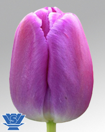 Лале Лилава гордост супер едроцветно и многогодишно - Tulip purple pride