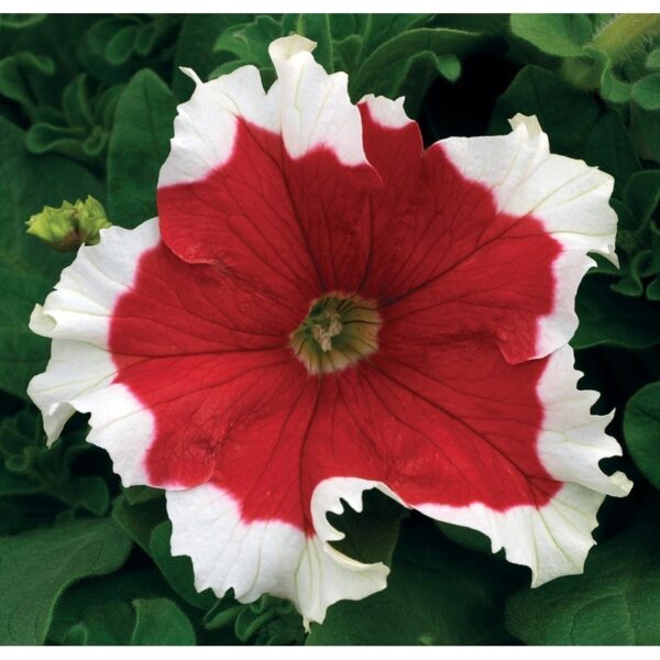Петуния компактна с едър червен цвят с бял кант семена - Petunia dwarf limbo red picotee