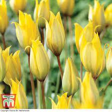 Ботаническо ароматно не изчезващо лале бижу в градината - Tulip sylvestris (botanical tulip)
