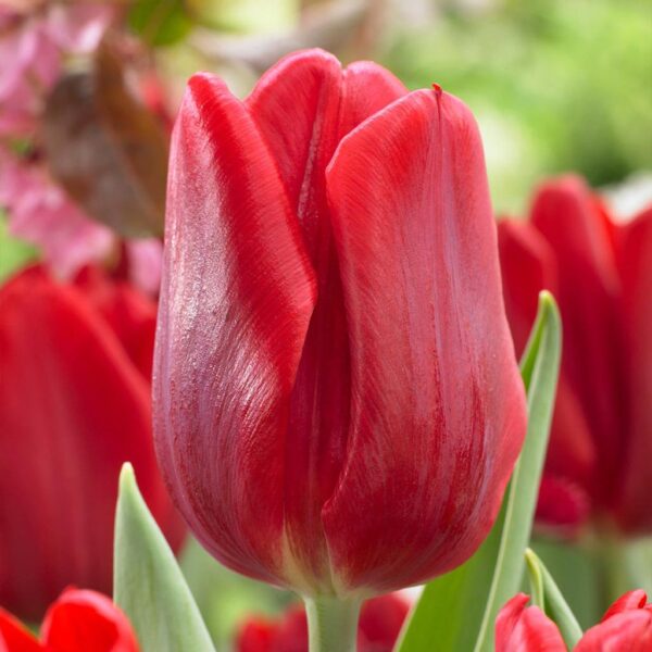 Лале Рубинен принц в къпоценно червено - Tulip Ruby prince