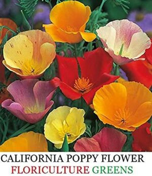 Мак калифорнийски смес килим от цветове - Papaver californian