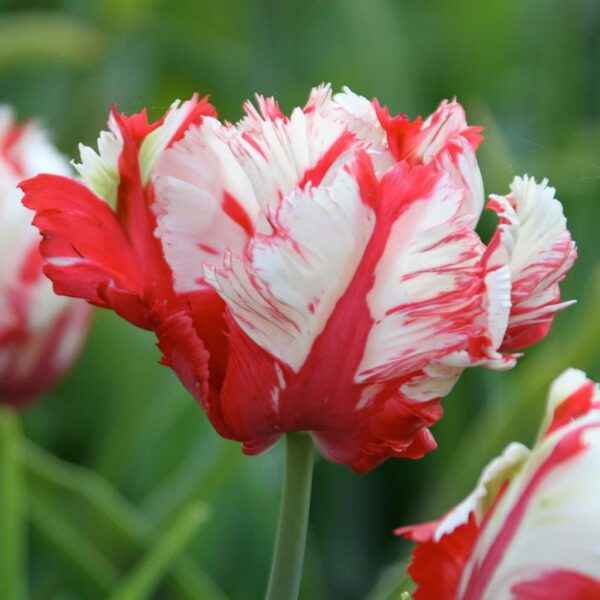 Лале неудържимо удивително красиво и едроцветно - Tulip Estrella Rijnvelt