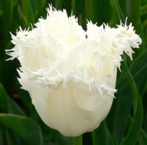 Ресничесто лале Меден месец - Tulip Honeymoon Ресничесто лале Меден месец - Tulip Honeymoon