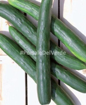 Краставица супер крехка без горчивина Зелена красавица -Cucumber green river burpless type